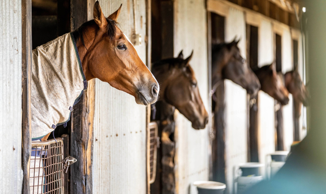 Available Horses