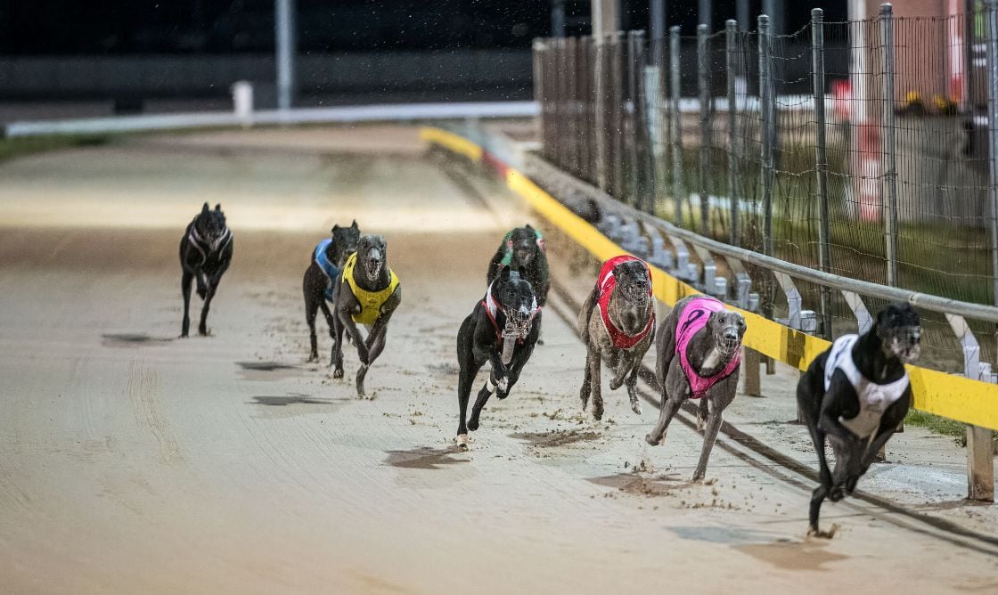 Greyhound racing Tasmania