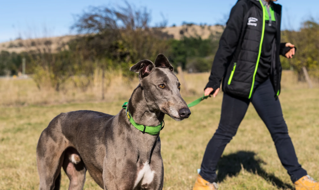 Muzzle Free Application