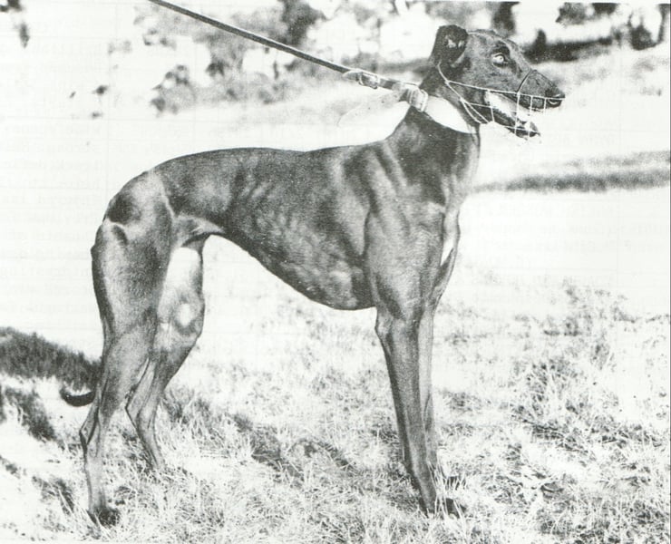 Greyhound Profile
