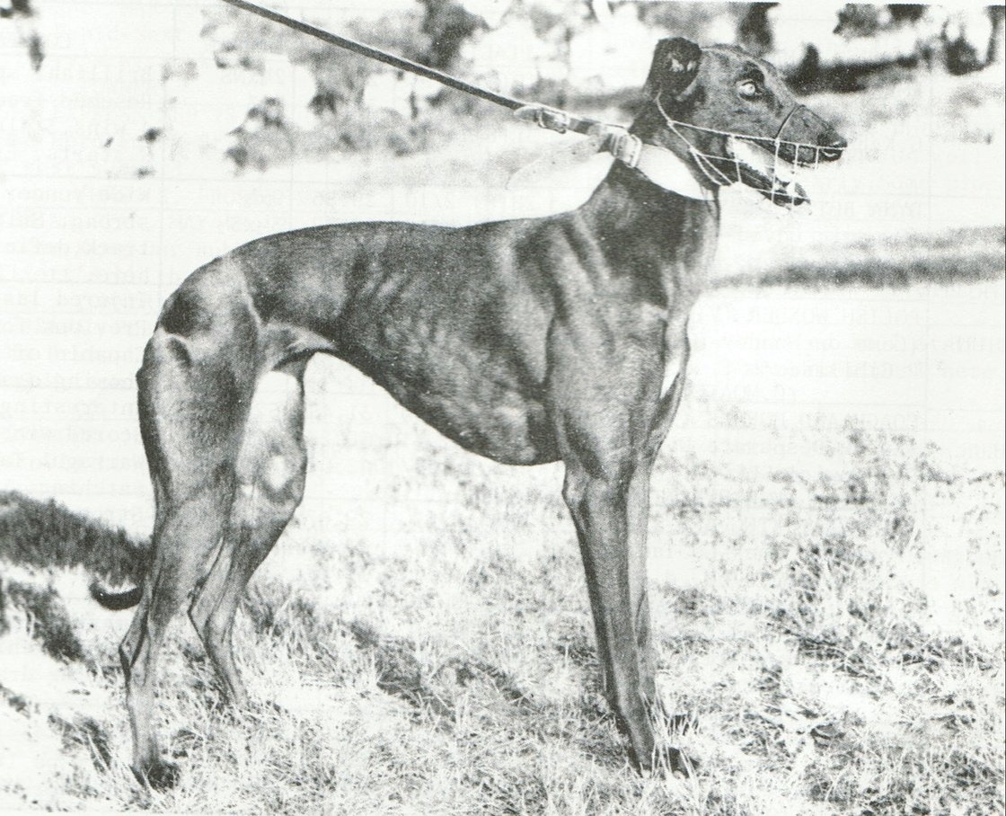 Greyhound Profile