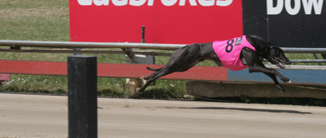 Runaway victory in the 2020 Devonport Cup.