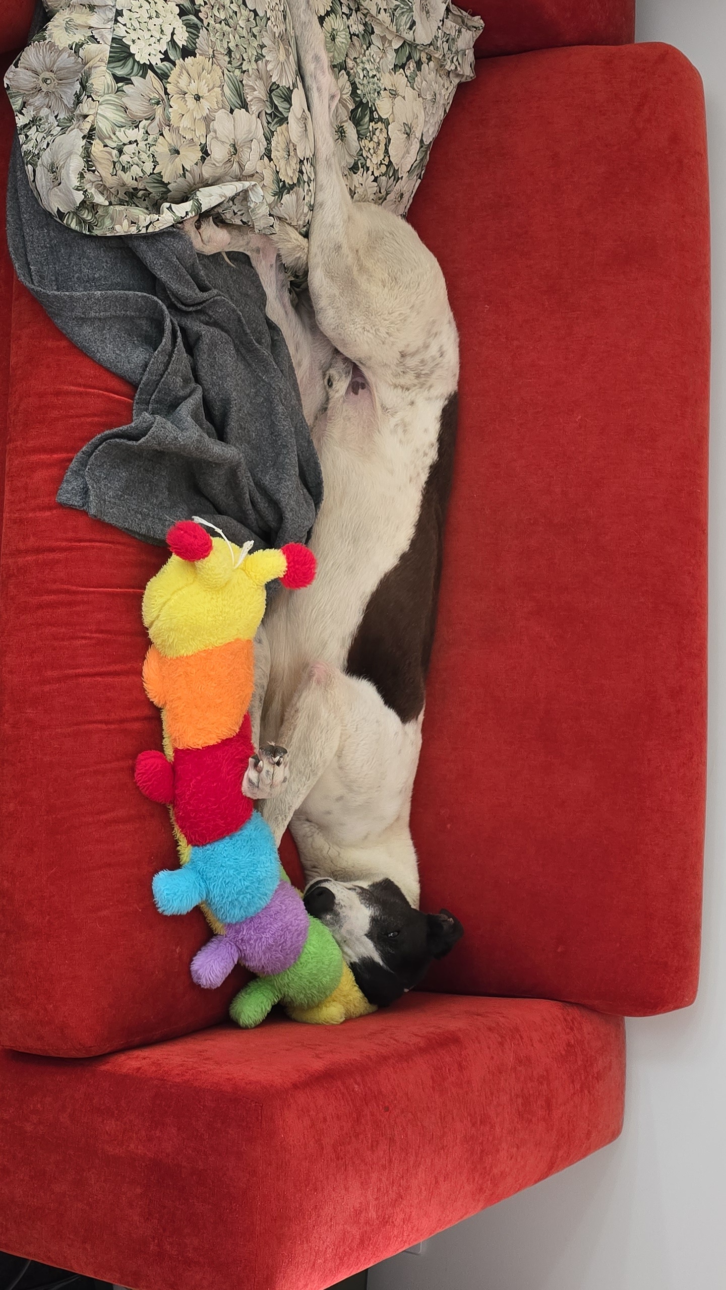 Darren Gallery Image 5