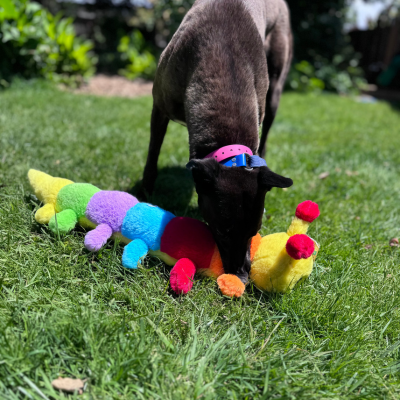 Georgie Gallery Image 2