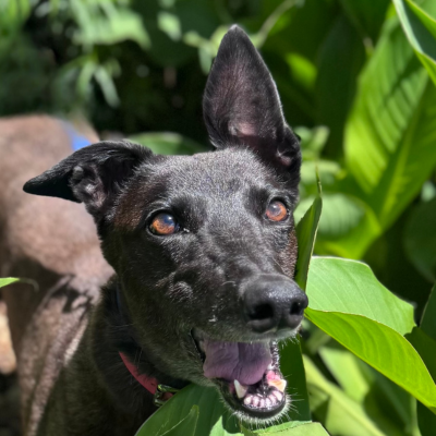 Georgie Gallery Image 3