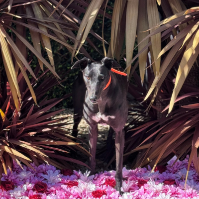 Agnes Gallery Image 2