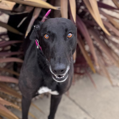 Bazil Gallery Image 2