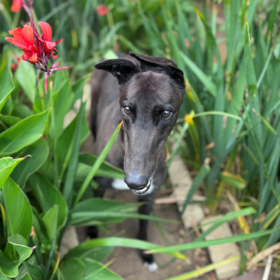 Benny Gallery Image 2