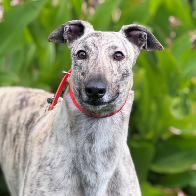 Big Cheese Gallery Image 2