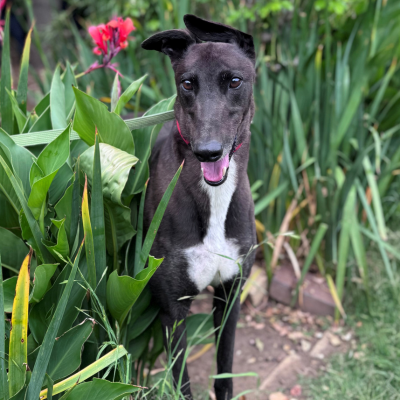 Billy Gallery Image 2