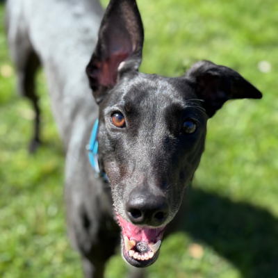 Bindi Gallery Image 9