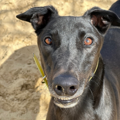 Bobby Gallery Image 6