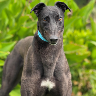 Buddy Gallery Image 2