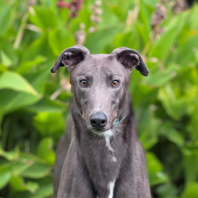 Bunji Gallery Image 2