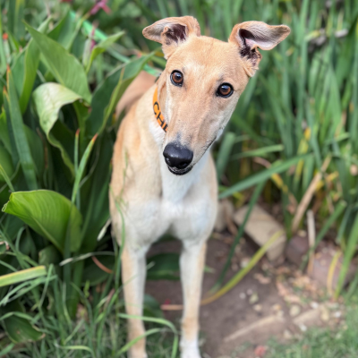 Chloe Gallery Image 2