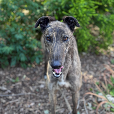 Colt Gallery Image 2