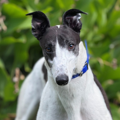 Darren Gallery Image 2