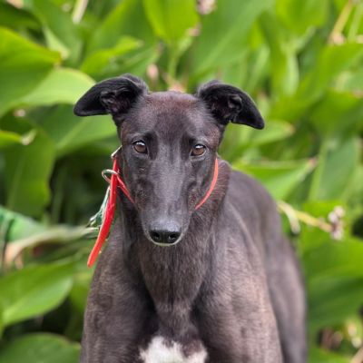 Evie Gallery Image 2