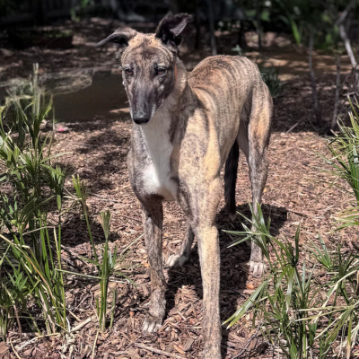 Flirt Gallery Image 3