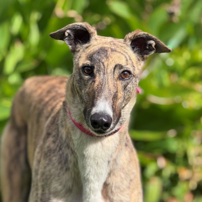 Hot  Gallery Image 2