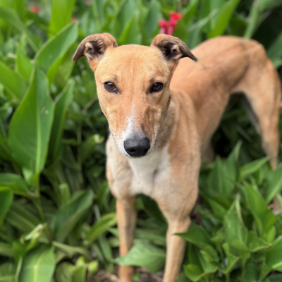 Jack Gallery Image 2