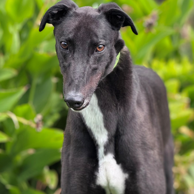 Jaws Gallery Image 2