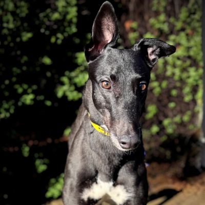 Kylie Gallery Image 3