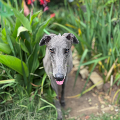 Layla Gallery Image 2