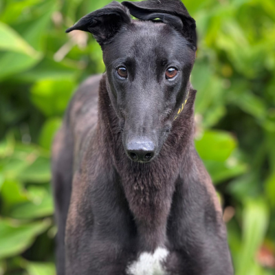 Lonny Gallery Image 2