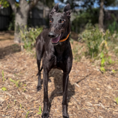 Mary Gallery Image 3