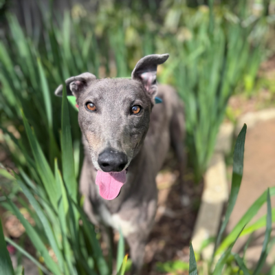 Oden Gallery Image 6