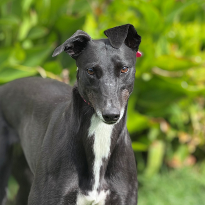 Sally Gallery Image 2