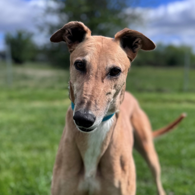 Sammy Gallery Image 4