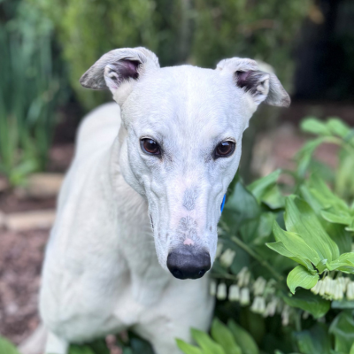 Snowy Gallery Image 4