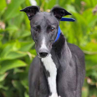 Sonic Gallery Image 2