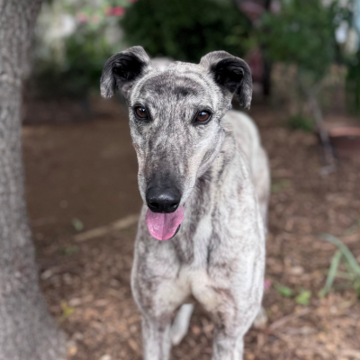 Stanley Gallery Image 3