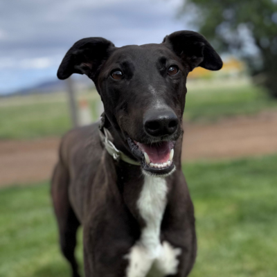 Tess Gallery Image 3