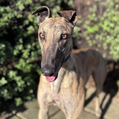 Tiger Gallery Image 4