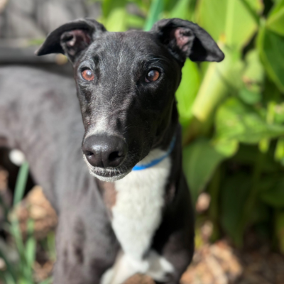 Tommy Gallery Image 3