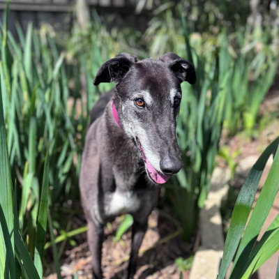 Wally Gallery Image 2