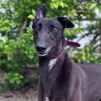 Sophie Gallery Image 2