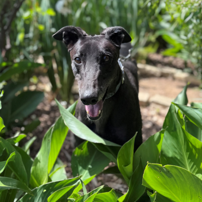 Anika Gallery Image 3