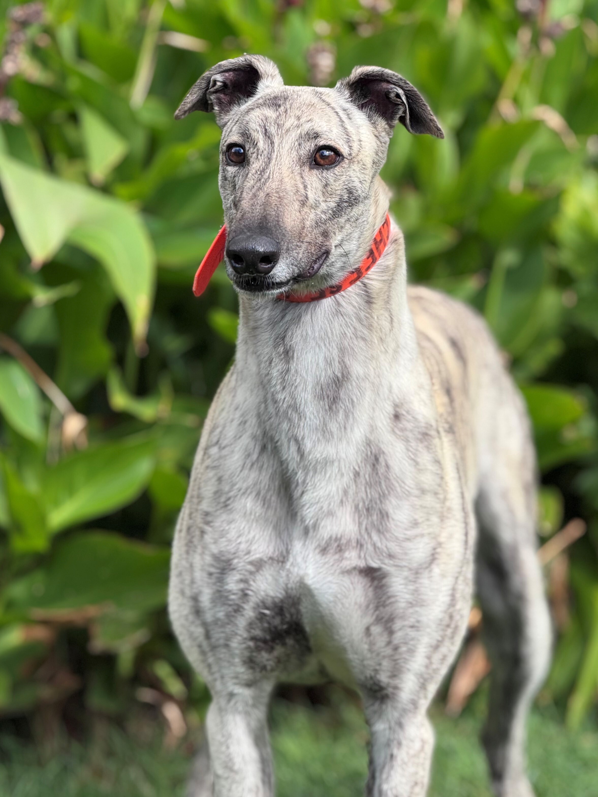 Big Cheese Gallery Image 3