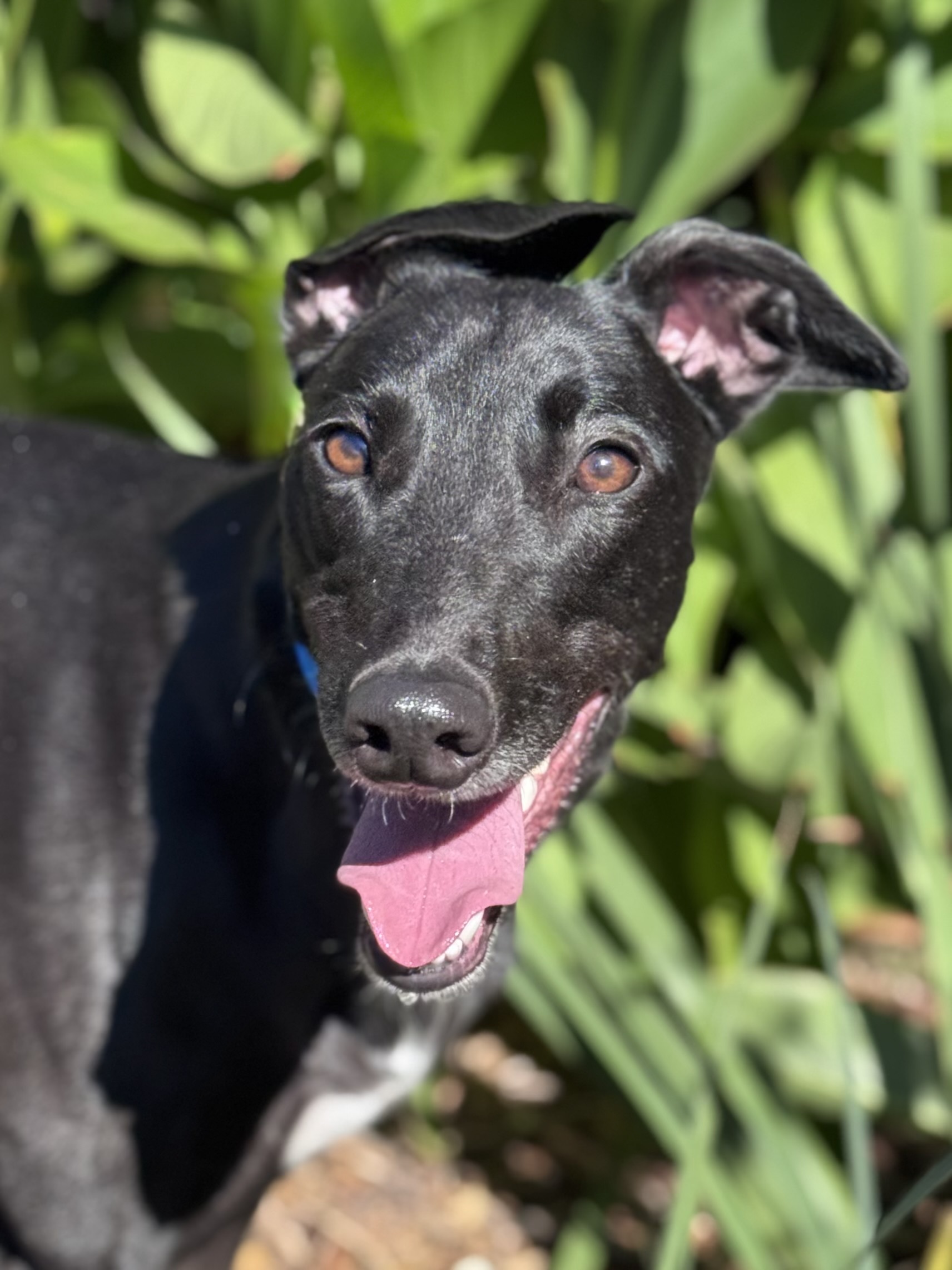 Bindi Gallery Image 2