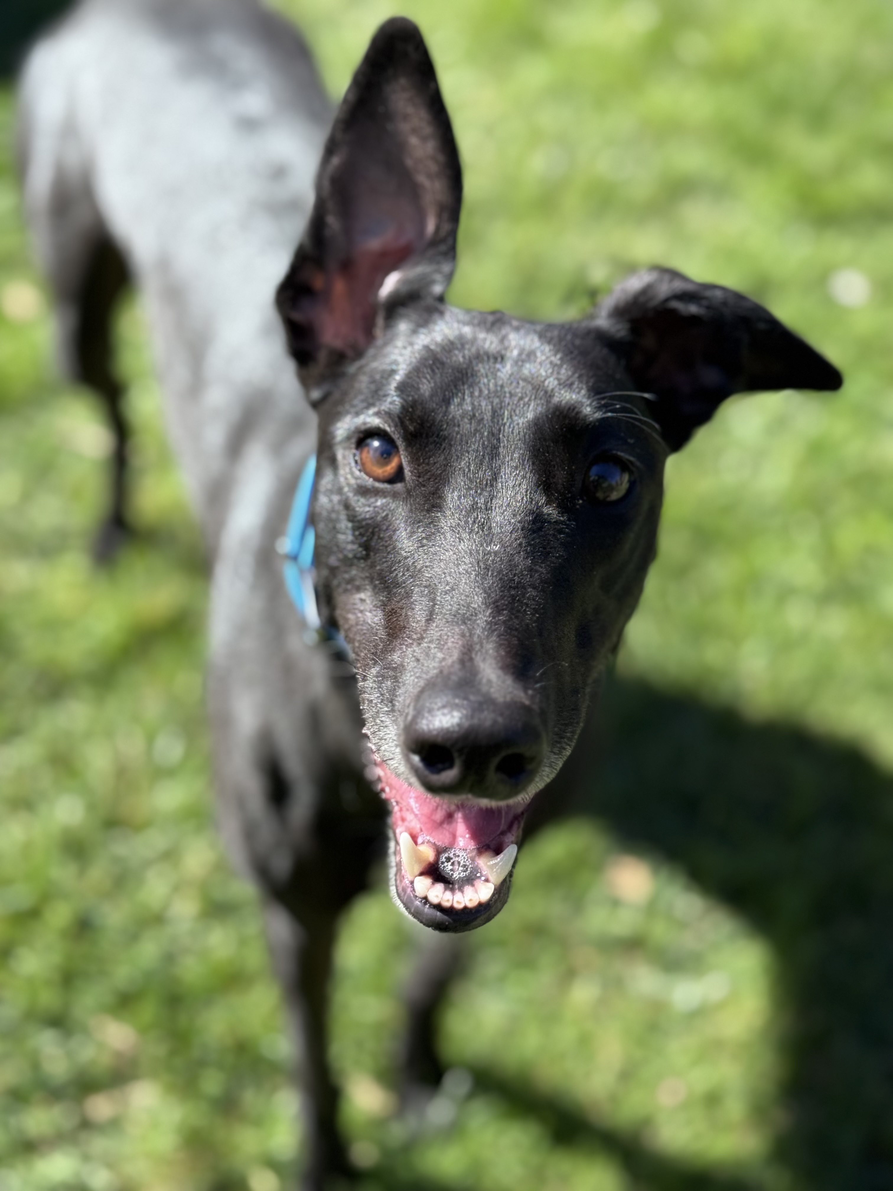 Bindi Gallery Image 3