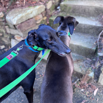 Bindi Gallery Image 5