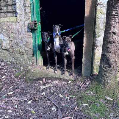 Bindi Gallery Image 6