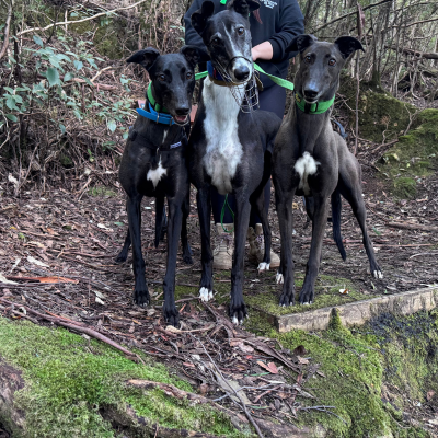 Bindi Gallery Image 7