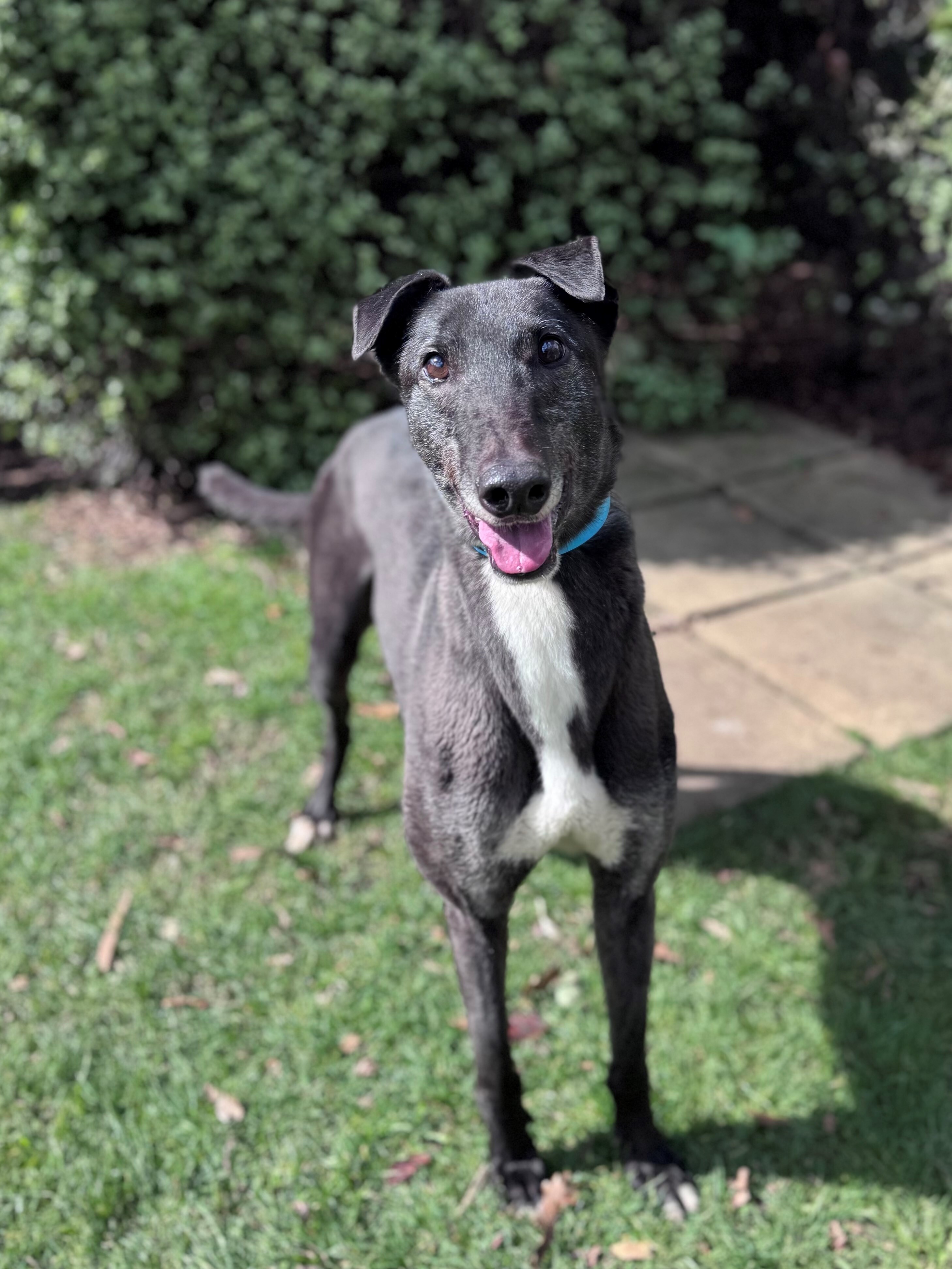 Blue Gallery Image 2