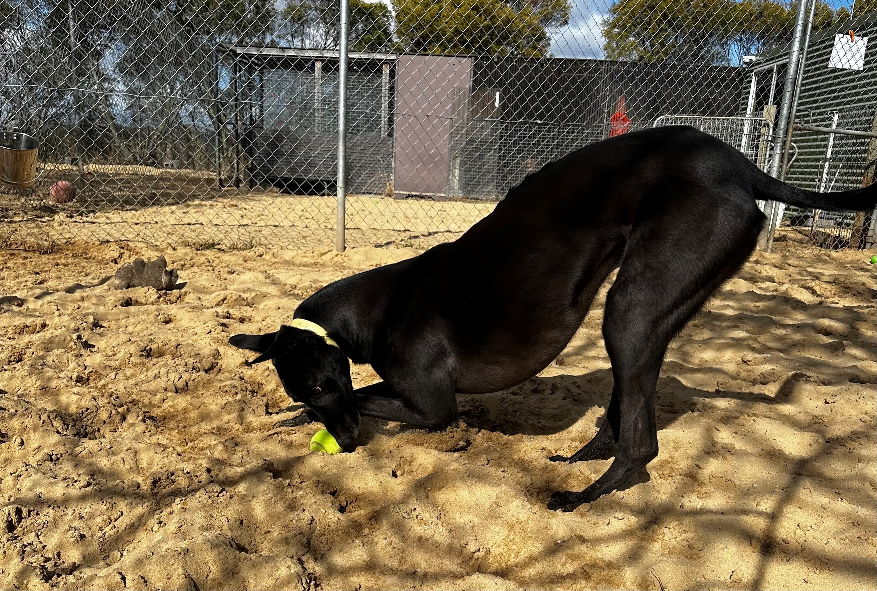 Bobby Gallery Image 2